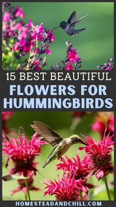 flowers with the words 15 best beautiful flowers for hummingbirds