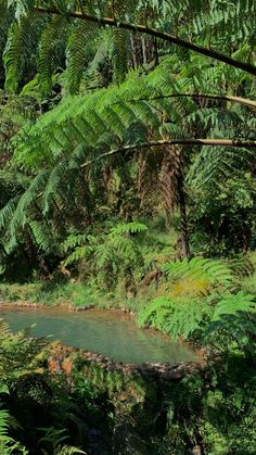 a stream running through a lush green forest filled with lots of trees and plants on either side of it