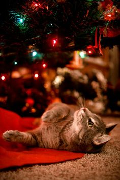 a cat laying on the floor under a christmas tree