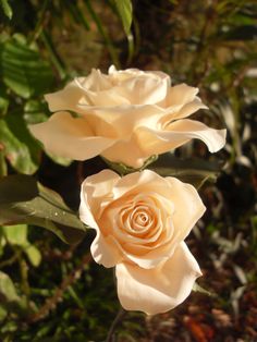 two white roses with green leaves in the background