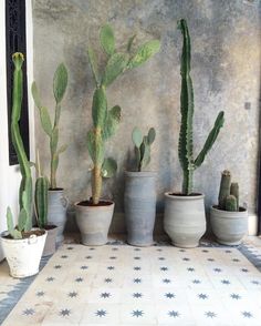 several cactus plants are lined up on the floor in front of a wall with a mirror