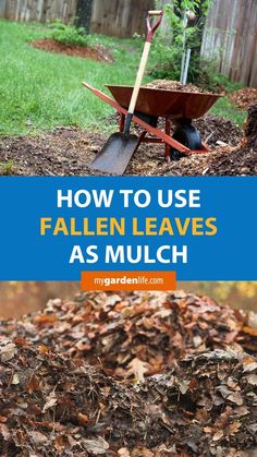 a wheelbarrow full of leaves with the words how to use fallen leaves as mulch