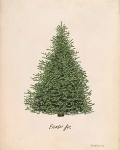 a drawing of a green christmas tree with the words freeze fur on it's side