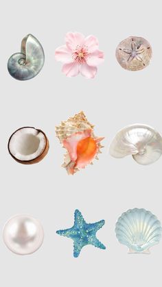 an assortment of seashells and starfish on a white background