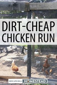 the dirt - cheap chicken run is an easy way to keep chickens from pecking