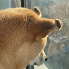 a dog looking out the window at something outside