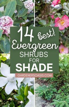 Evergreen Shrubs For Shade (That Look Good All Year) Evergreen Shrubs For Shade, Shrub Landscaping, Shrub Trees, Shrubs Landscaping, Flower Shrubs, Evergreen Bushes, Shrubs For Shade, Foundation Plants