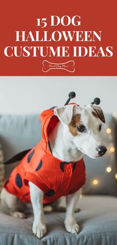 a dog dressed up as a ladybug sitting on a couch with text overlay that reads 15 dog halloween costume ideas