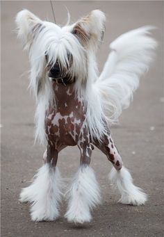 a small white and brown dog with long hair on it's back legs walking down the street