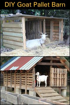 two pictures side by side one with goat in the barn and another with goat in the shed