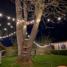 a tree with lights hanging from it's branches next to a backyard patio area