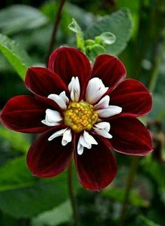 a red and white flower with green leaves in the background