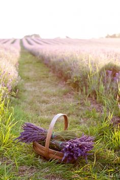 a basket sitting in the middle of a field with lavenders and a butterfly flying over it