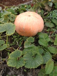 How to grow pumpkins with kids in a school garden. Plant before summer break, and harvest in the fall! How To Grow Pumpkins, Plant Life Cycles, October Pumpkins, Grow Pumpkins, School Gardens, Backyard Gardens, Growing Pumpkins, Plant Life Cycle, School Garden