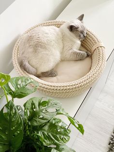 a white cat laying in a round bed next to a potted plant