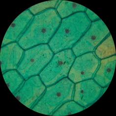 an image of the inside of a plant cell