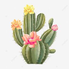 a cactus with three flowers on it