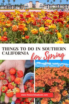 there are many flowers and plants in the field with text overlay that says things to do in southern california for spring