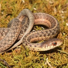 a close up of a snake on the ground