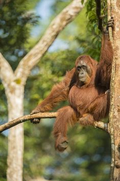 an adult oranguel hanging from a tree branch