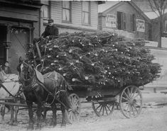 an old black and white photo of two horses pulling a cart full of christmas trees