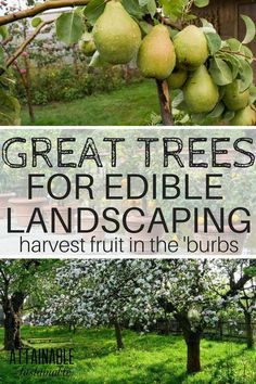 some pear trees with the words great trees for edible landscaping harvest fruit in the bubs