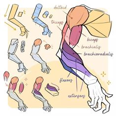 an image of a man's arm with different parts labeled in it and instructions on how to wrap the arm