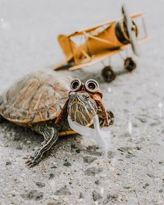 a small turtle with goggles on sitting next to a toy airplane and an old plane