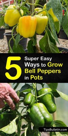 peppers growing in pots with the text 5 super easy ways to grow bell peppers in pots