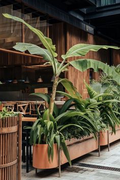 there are many plants in the planters on the floor next to each other,