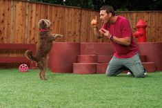 a man and his dog playing with a ball in the yard on green grass near a red fire hydrant