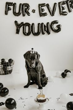 a dog sitting in front of a birthday cake with the words fur ever young on it