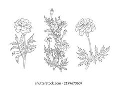 four different types of wildflowers on a white background, hand drawn line art