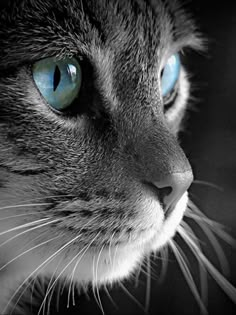 a black and white photo of a cat with blue eyes