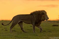 a lion walking across a grass covered field at sunset with the sun in the background