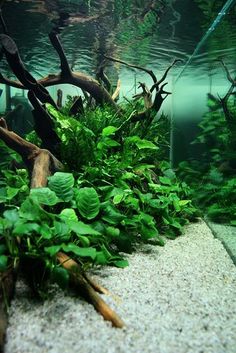 an aquarium filled with plants and rocks next to the water's edge, in front of a fish tank