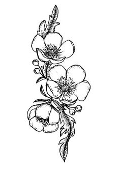 a drawing of some flowers on a white background