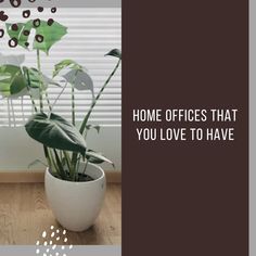 a potted plant sitting on top of a wooden floor next to a window with the words home color selection tips for this summer