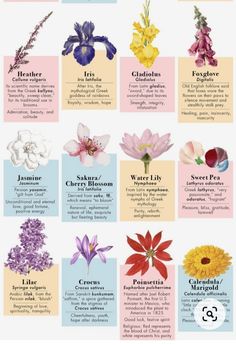 the different types of flowers that are blooming in each flower garden, and what they mean