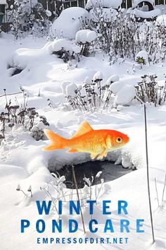 an orange fish is swimming in the snow near some plants and bushes, with words winter pond care