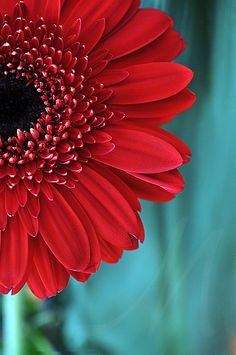 a red flower with the words blenos dias on it's side