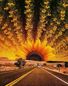 a large sunflower sitting on the side of a road under a sky filled with clouds