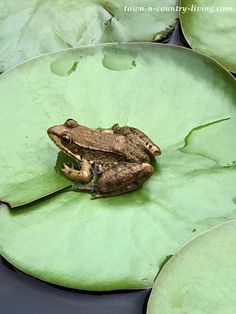 a frog sitting on top of a lily pad