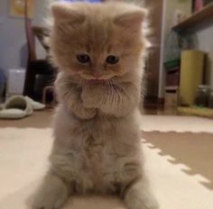 a small kitten sitting on the floor with its paws crossed and looking at the camera