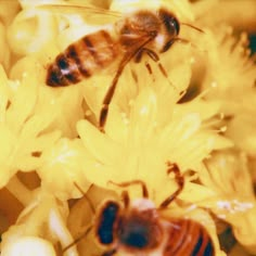 two bees sitting on top of yellow flowers with the words aesthetic above them in white letters