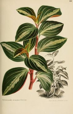 an illustration of a plant with green leaves