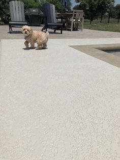 a small dog is standing on the concrete near a swimming pool and lawn chairs in the background