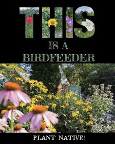 this is a birdfeeder plant native polline friendly yard on facebook