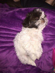 a small white and black dog laying on top of a purple blanket next to a toy