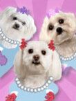 three white dogs with pearls and bows on their collars are looking at the camera